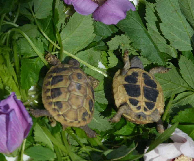 Сухопутные черепахи, доставка по Чехии, террариум. Острава - изображение 7
