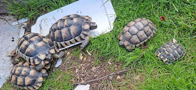 Сухопутные черепахи, доставка по Чехии, террариум. Острава - изображение 9