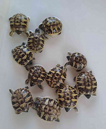 Сухопутные черепахи, доставка по Чехии, террариум. Острава - изображение 10