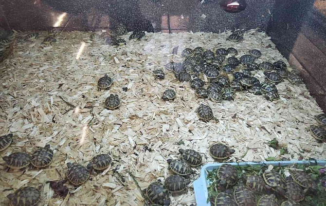 Landschildkröten, Lieferung in die Tschechische Republik, Terrarium Ostrau - Foto 11