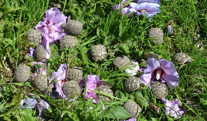 Сухопутные черепахи, доставка по Чехии, террариум. Острава - изображение 1