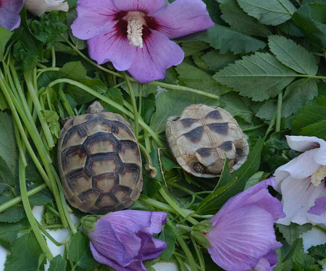 Сухопутные черепахи, доставка по Чехии, террариум. Острава - изображение 4