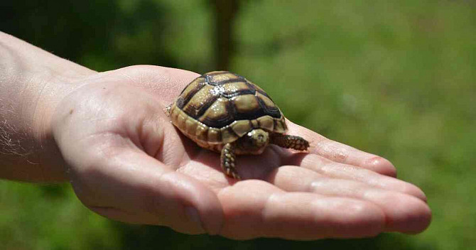 сухопутная черепаха (детеныши 2023), доставка, террариумы Градец Кралове - изображение 10