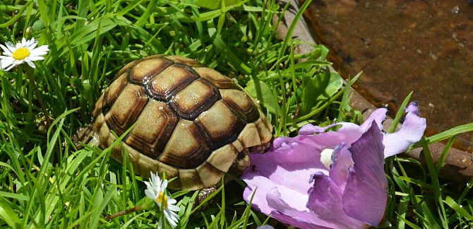сухопутная черепаха (детеныши 2023), доставка, террариумы Градец Кралове - изображение 1