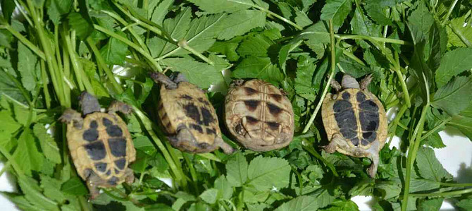 land turtle (cubs 2023), delivery, terrariums Hradec Kralove - photo 3