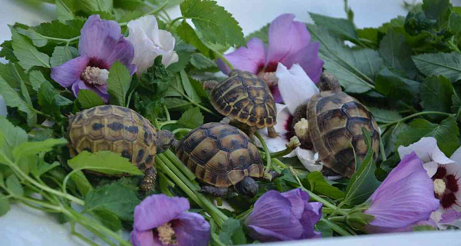 land turtle (cubs 2023), delivery, terrariums Hradec Kralove - photo 2