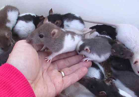 Mražení potkani Hodonín