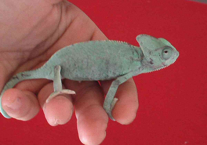 Yemen chameleon Hodonin - photo 5
