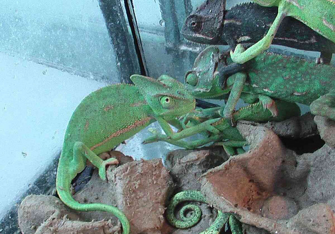 Chameleón jemenský Hodonín - foto 1
