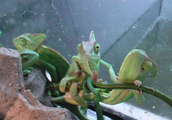 Yemen chameleon Hodonin - photo 4