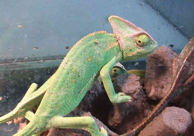 Yemen chameleon Hodonin - photo 3