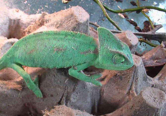 Yemen chameleon Hodonin - photo 2