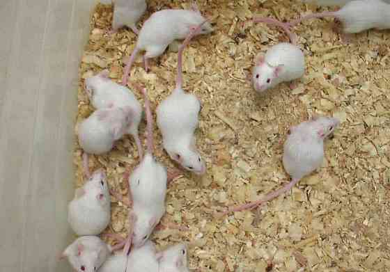 Mražené laboratorní myši Brno