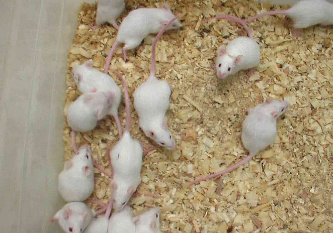 Fagyasztott laboratóriumi egerek Brno - fotó 1