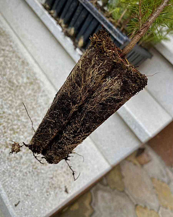 Erdei fák fedett palántái Besztercebánya - fotó 5