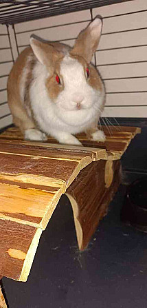 Отдаю карликового кролика Либерец - изображение 1