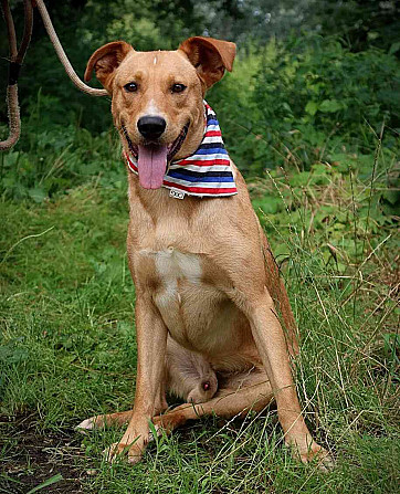 MONDELEZ FOR ADOPTION - 1.5 YEARS OLD, FRIENDLY, SUITABLE FOR HOMES Brno - photo 6