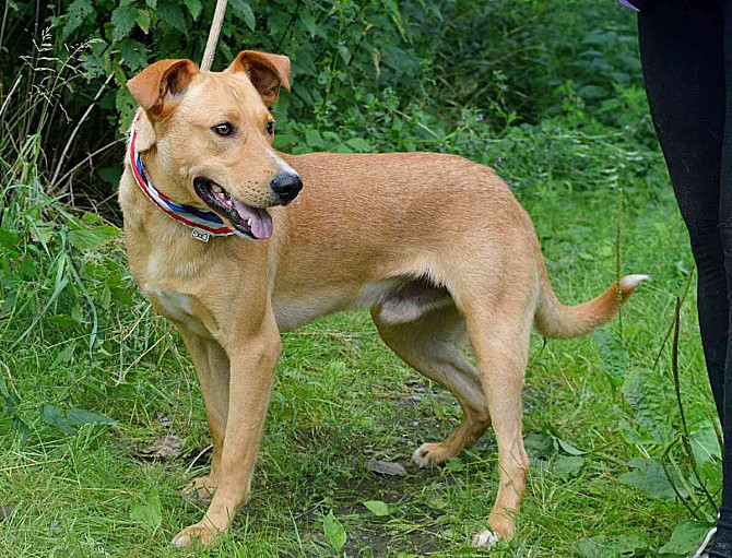 MONDELEZ FOR ADOPTION - 1.5 YEARS OLD, FRIENDLY, SUITABLE FOR HOMES Brno - photo 13