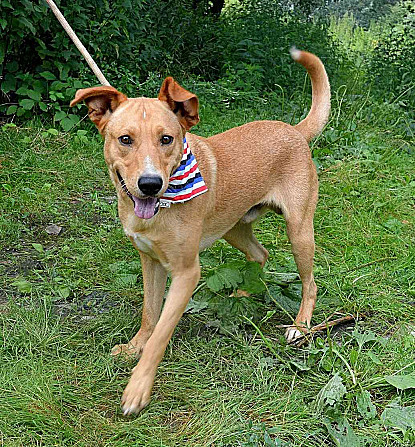 MONDELEZ FOR ADOPTION - 1.5 YEARS OLD, FRIENDLY, SUITABLE FOR HOMES Brno - photo 9