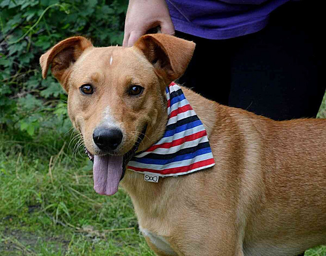 MONDELEZ FOR ADOPTION - 1.5 YEARS OLD, FRIENDLY, SUITABLE FOR HOMES Brno - photo 5
