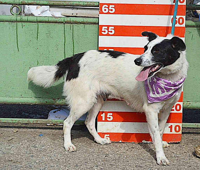 CORRY FOR ADOPTION - 2 YEARS OLD, FRIENDLY, NICE, CONTACTABLE Brno - photo 7