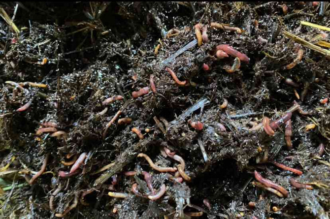 California and Dung Earthworms Olomouc - photo 6