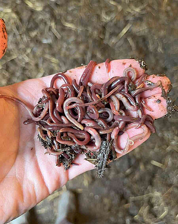 California and Dung Earthworms Olomouc - photo 1