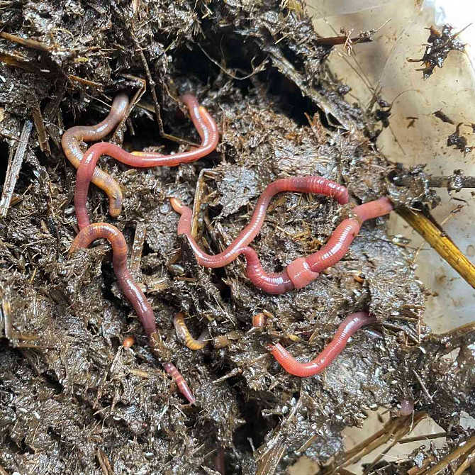 California and Dung Earthworms Olomouc - photo 7