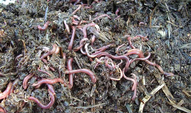 California and Dung Earthworms Olomouc - photo 5