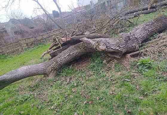 Drevo Presov