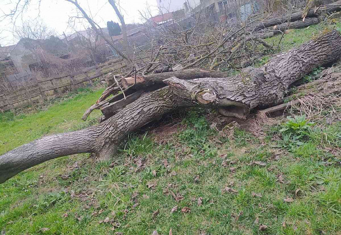 Drevo Prešov - foto 2