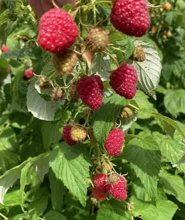 I will sell free-rooted seedlings of currants, raspberries, blackberries and strawberries. Nitra - photo 1