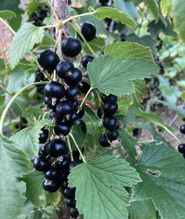 I will sell free-rooted seedlings of currants, raspberries, blackberries and strawberries. Nitra - photo 2