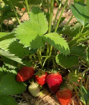 I will sell free-rooted seedlings of currants, raspberries, blackberries and strawberries. Nitra - photo 4