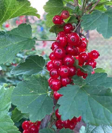 I will sell free-rooted seedlings of currants, raspberries, blackberries and strawberries. Nitra - photo 3