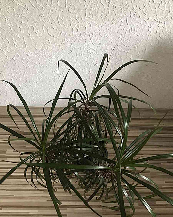 Predám izbovú rastlinu Draceanu Marginatu Nové Zámky - foto 3