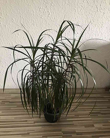 Predám izbovú rastlinu Draceanu Marginatu Nové Zámky - foto 2