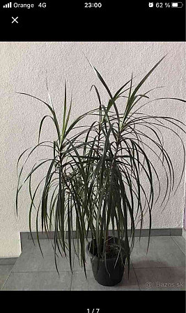 Продам комнатное растение Драцена Маргината. Нове Замки - изображение 1