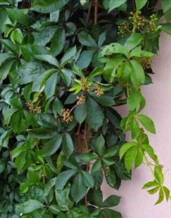 Currant black Thistle - bush form Zilina - photo 1