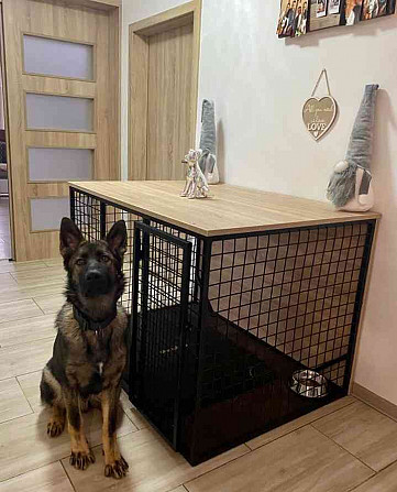 Dog cage-Interior Hradec Kralove - photo 7