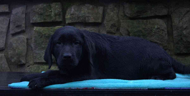 LABRADORSKÝ RETRÍVR- čierna šteniatka s PP Vsetín - foto 4