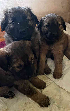 I am giving away puppies Rakovnik - photo 4