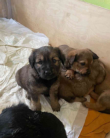 I am giving away puppies Rakovnik - photo 5