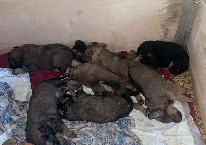 I am giving away puppies Rakovnik - photo 3