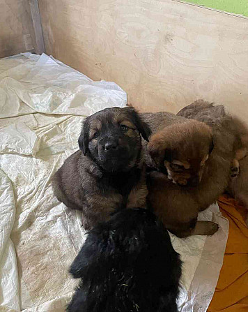 I am giving away puppies Rakovnik - photo 6