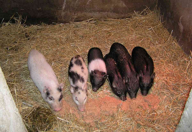 Göttinger Zwerg-Minischweine aus Qualitätszucht Třebíč - Foto 5