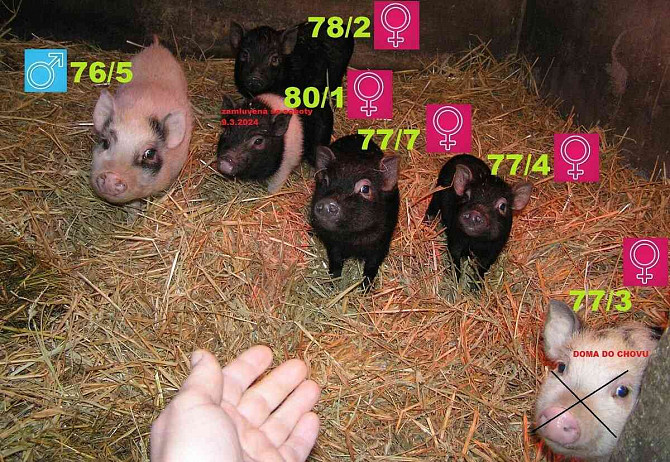 Göttinger Zwerg-Minischweine aus Qualitätszucht Třebíč - Foto 1
