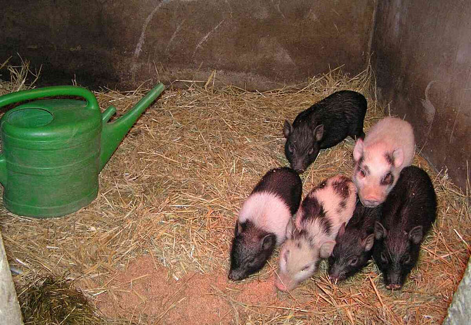 Göttinger Zwerg-Minischweine aus Qualitätszucht Třebíč - Foto 7