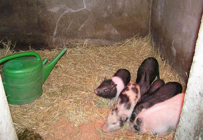 Göttinger Zwerg-Minischweine aus Qualitätszucht Třebíč - Foto 8