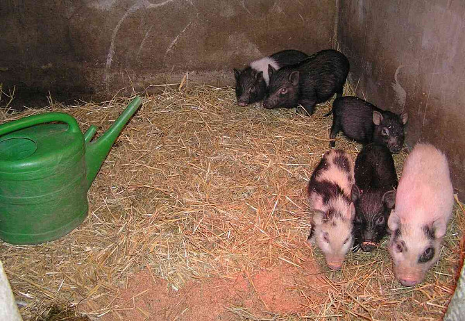 Göttinger Zwerg-Minischweine aus Qualitätszucht Třebíč - Foto 9